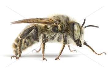 Leaf-cutting bee in studio on white background
