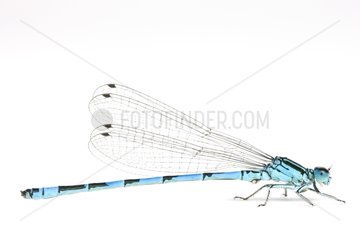 Male Southern Damselfly in studio on white background