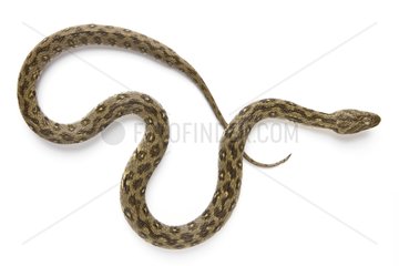 Viperine Snake in studio on white background