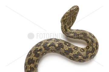 Viperine Snake in studio on white background