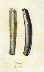 Drawing of a Razor clam