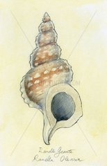 Marine gastropod mollusc