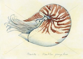Drawing of a Chambered Nautilus