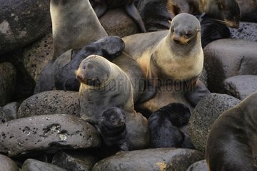 Northern Fur Seal females with cubs in Saint George Island