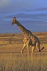 Giraffe walking at dusk Kgalagadi South Africa