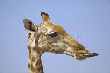 Portrait Giraffe tongue out Kgalagadi South Africa