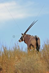 Gemsbok on top of a dune Kgalagadi South Africa
