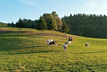 Cows in a meadow Lajoux France