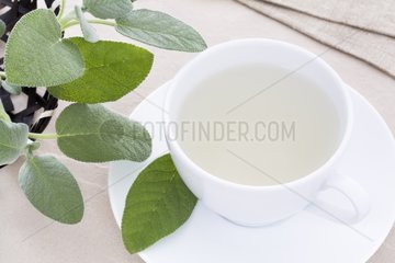 Tea Leaves Sage