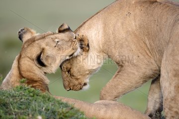 Lioness and young lion in the savanna - Masai Mara Kenya