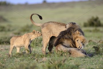Male lions and lion cub in the savanna - Masai Mara Kenya