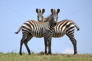 Plain Zebras in the savannah - Masai Mara Kenya