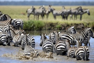 Plains zebras in a water - Masai Mara Kenya