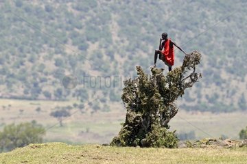 Masai keeping watch from a tree - Masai Mara Kenya