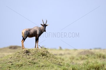 Topi on a mound in the savannah - Masai Mara Kenya
