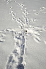 Tracks in the snow at the entrance of a burrow Hermine