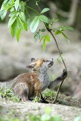Young Red Fox playing with a branch - France