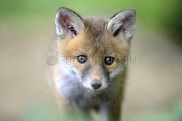 Portrait of young Red Fox - France
