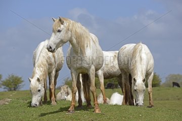 Camargue horses in the meadow - Somme France