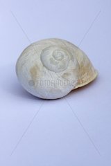 Snail shell calcification in the studio
