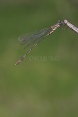 Green emerald damselfly perched on a stem dry tuned France
