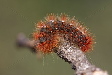 Black caterpillar orange hairs on a limb France