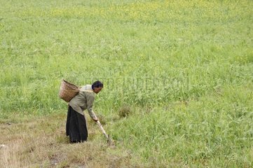 Tibetan woman working the field Tibet