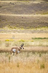 Pronghorn male in the large meadow Yellowstone USA