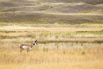 Pronghorn male in the large meadow Yellowstone USA