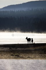 Young and female elk on bank Yellowstone NP USA