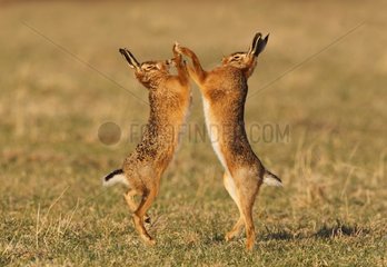 Brown hares boxing in a meadow at spring