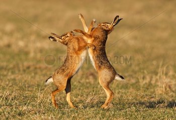 Brown hares boxing in a meadow at spring