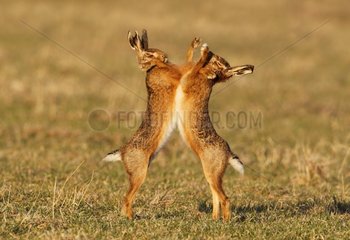 Borwn hares boxing in a meadow at spring