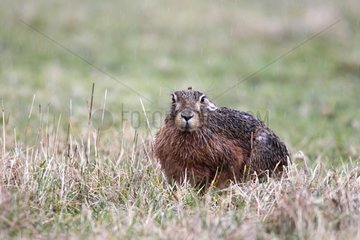Borwn hare lying in a meadow when raining in winter
