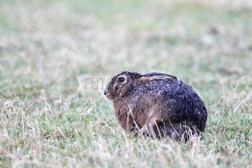 Borwn hare lying in the grass when raining in winter