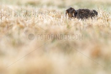 Borwn hare lying in the grass in winter