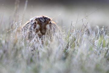 Borwn hare lying in the grass in winter