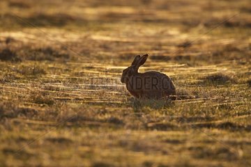 Borwn hare feeding at sunset amongst spider webs