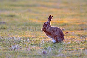 Borwn hare cleaning itself amongst spider webs spring