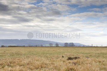 Borwn hare lying in a meadow in winter