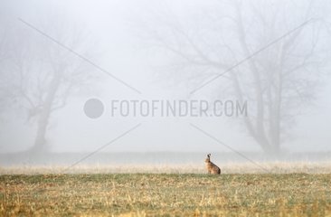 Borwn hare standing in the mist in winter