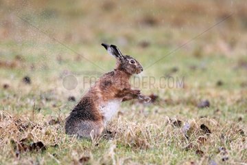 Borwn hare shaking the water off his back in winter