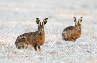 Borwn hares standing in a frosty meadow in winter