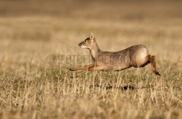 Male Chinese Water Deer running in a meadow at sunset