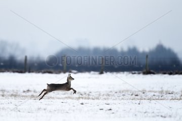 Male Chinese Water Deer running in a meadow in winter