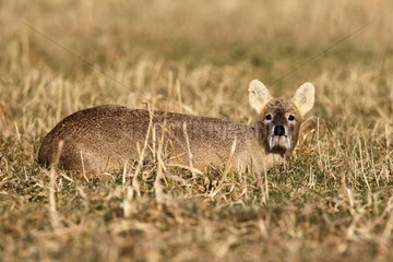 Male Chinese Water Deer lying in a meadow at spring