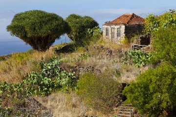 Rural landscape and centrenaires trees on the island of La Palma