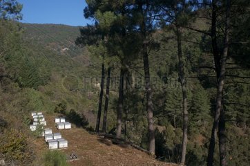 Apiary in the Cevennes in Ardeche France