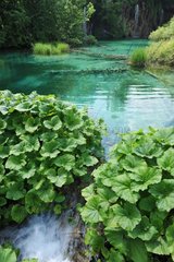 Cascade and aquatic vegetation PN Plitvice Lakes Croatia]