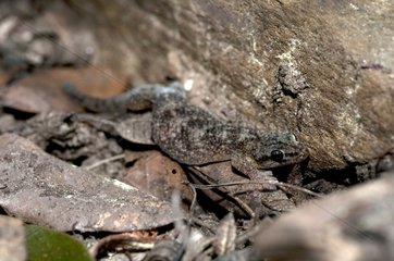 European Leaf-toed Gecko in the Port-Cros NP France